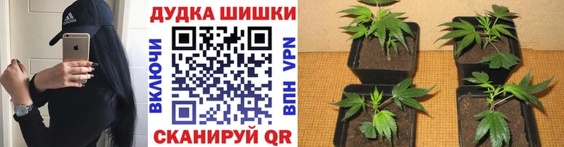 наркота  Няндома  Каннабис MAZAR 